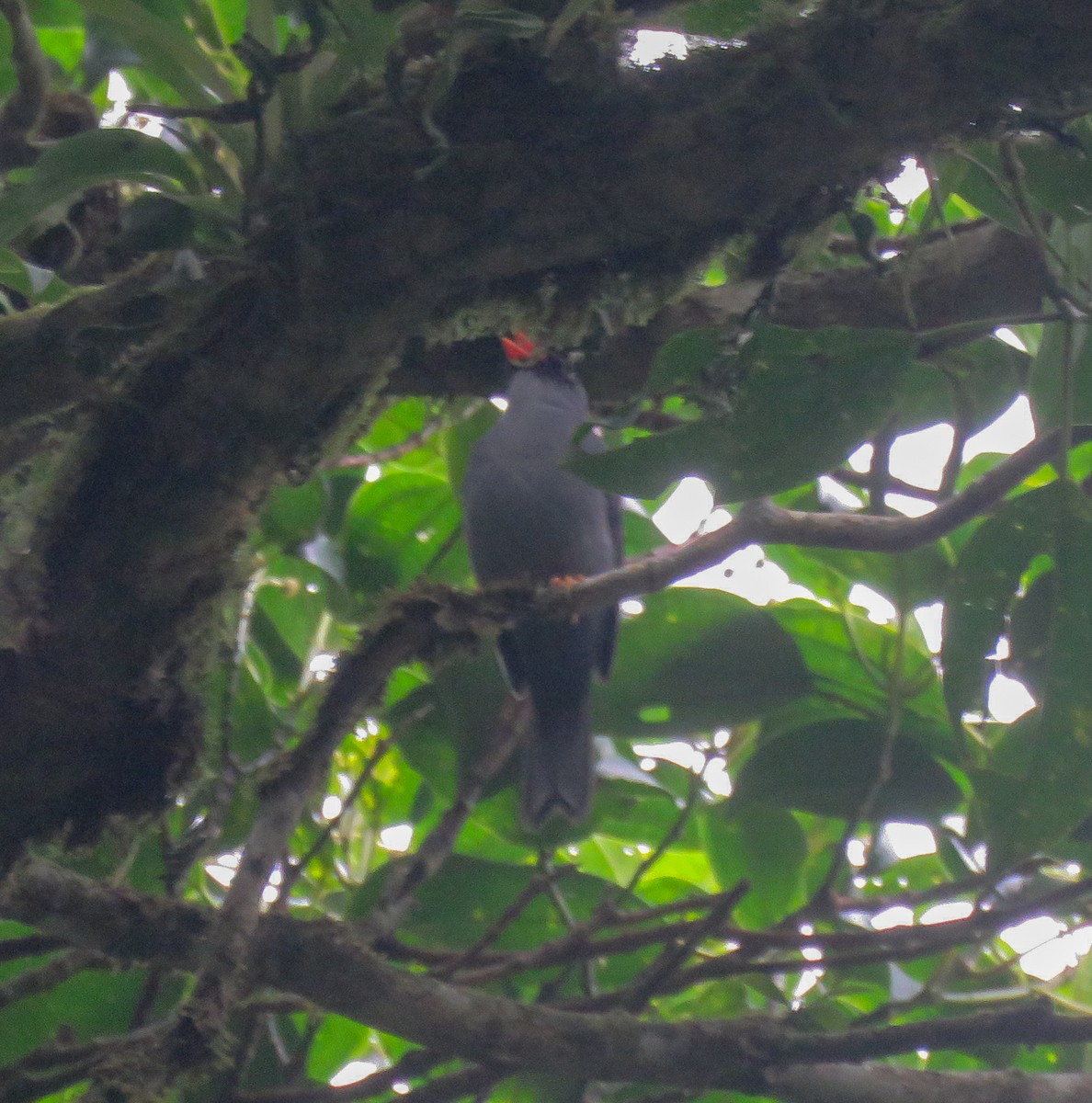 Black-faced Solitaire - ML216336721