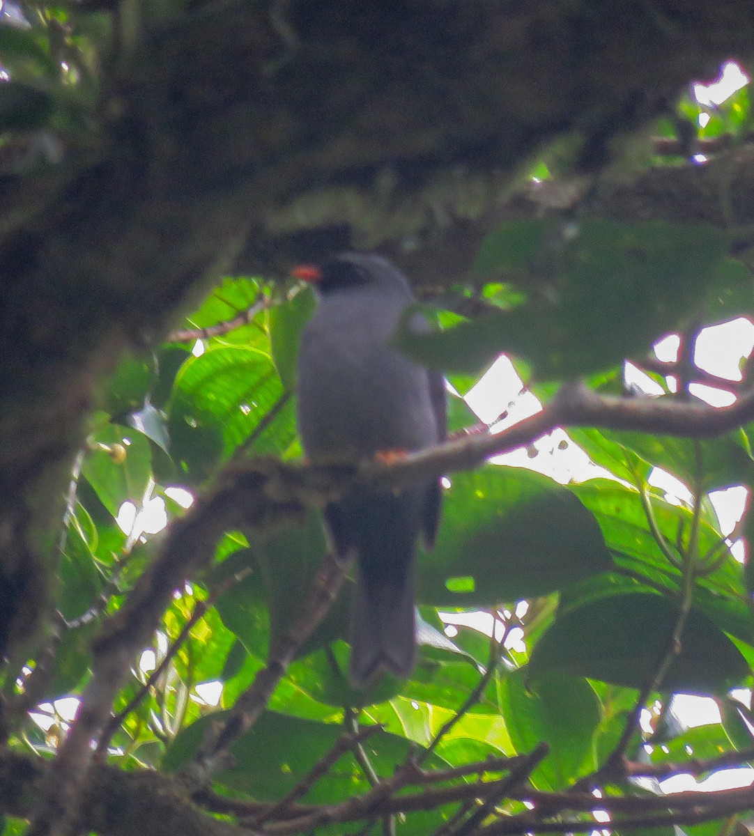 Black-faced Solitaire - ML216336951