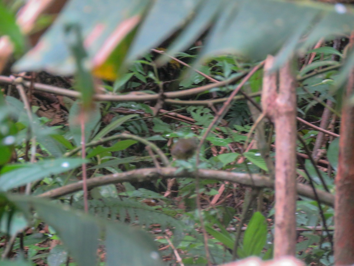 Costa Rican Warbler - ML216337231
