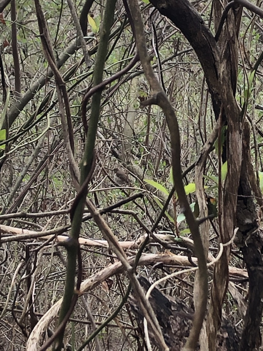 Hermit Thrush - Ben Cotter