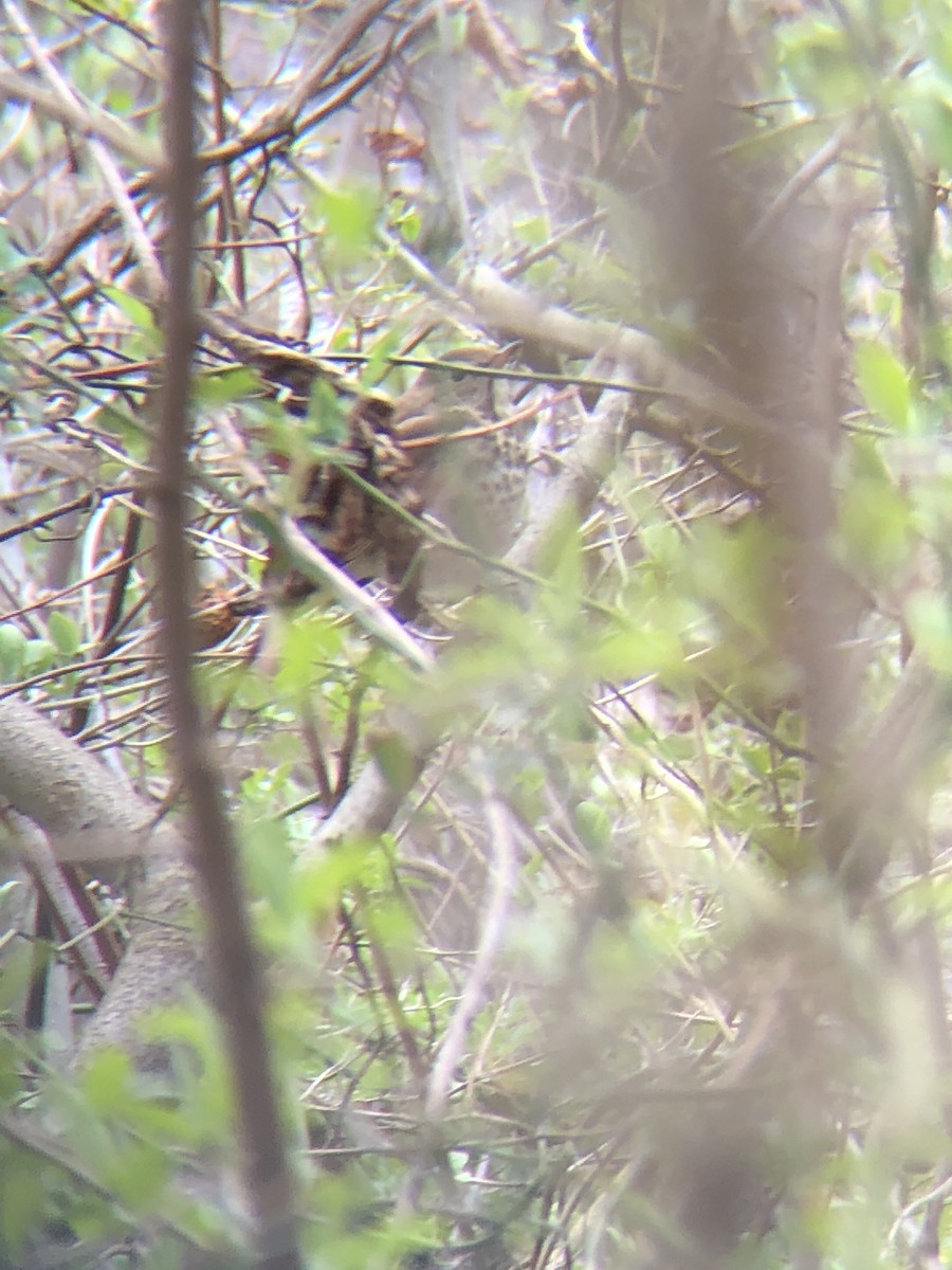 Hermit Thrush - ML216343461