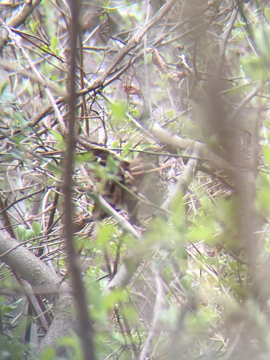 Hermit Thrush - ML216343521