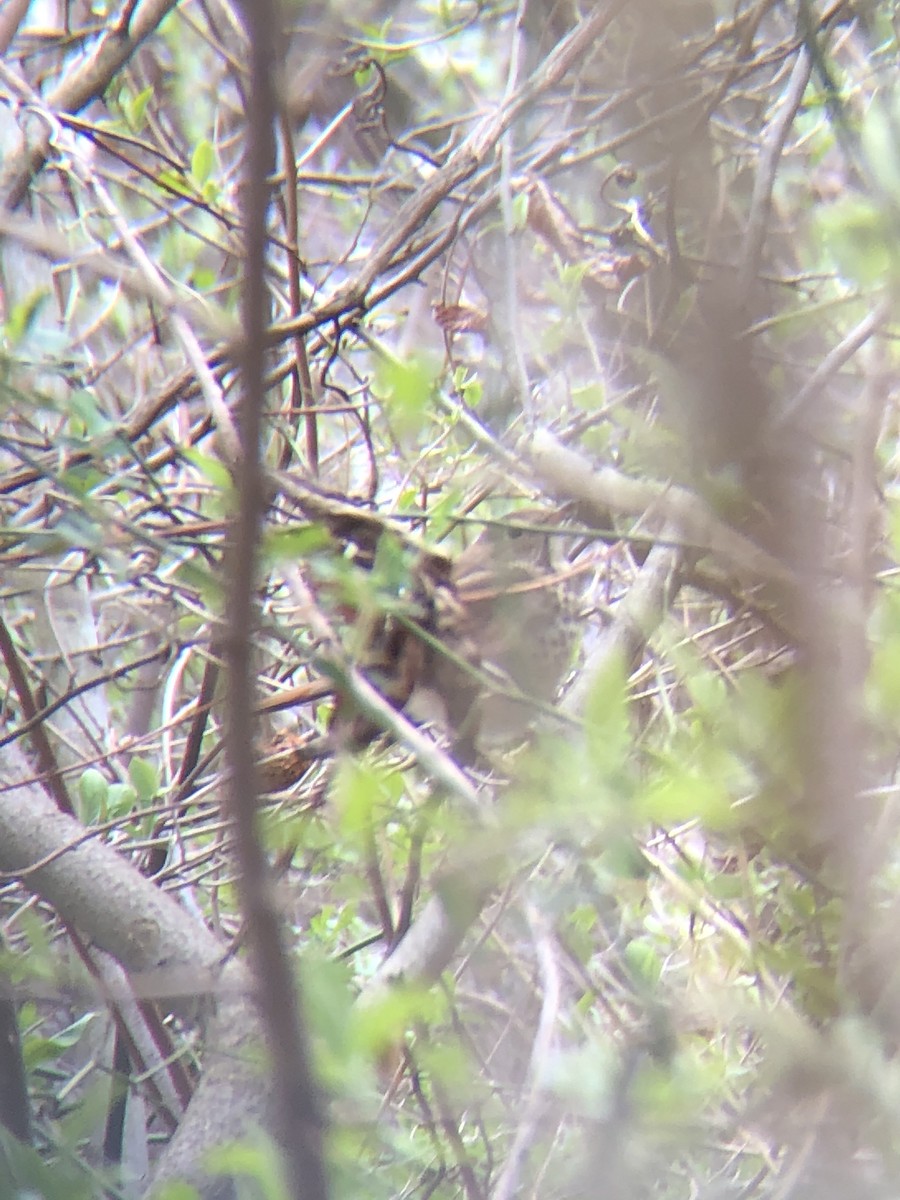 Hermit Thrush - ML216343631