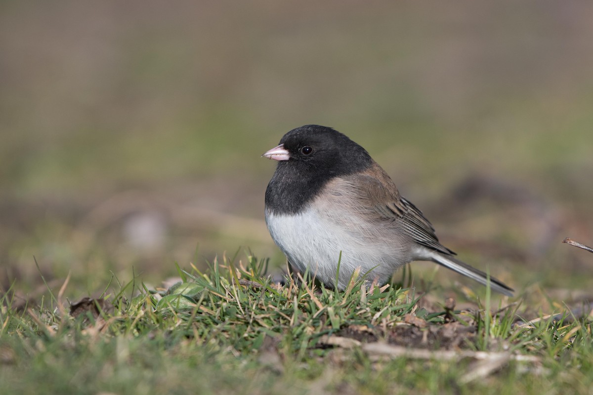 Dark-eyed Junco - Micha Mandel