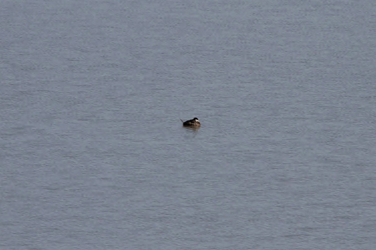 Ruddy Duck - ML216345651