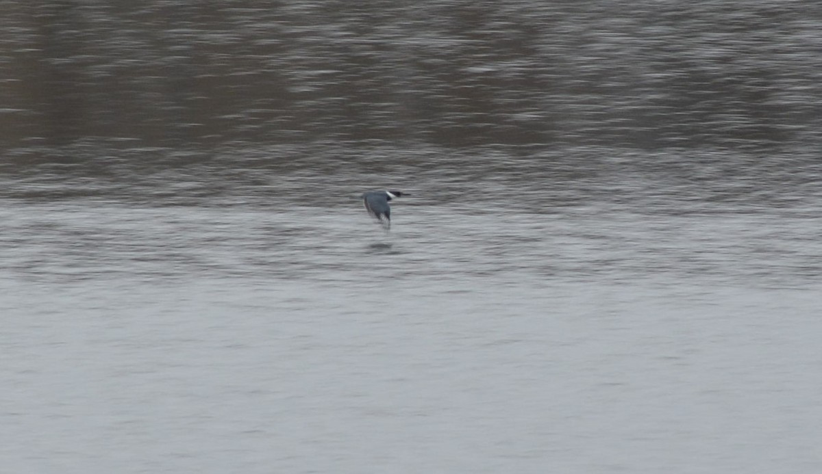 Belted Kingfisher - ML216346591