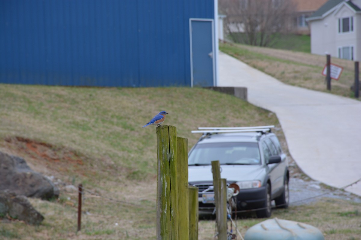 Eastern Bluebird - ML216347211