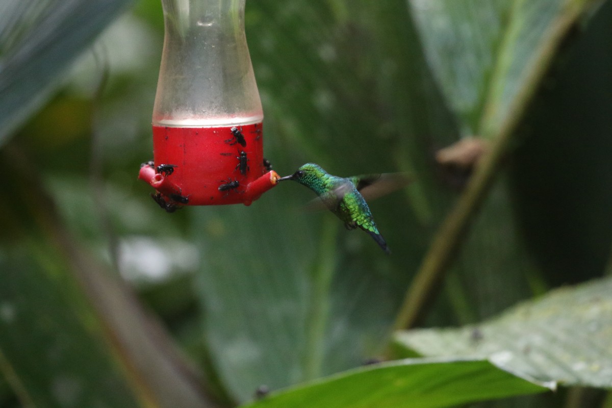 Western Emerald - ML216349831