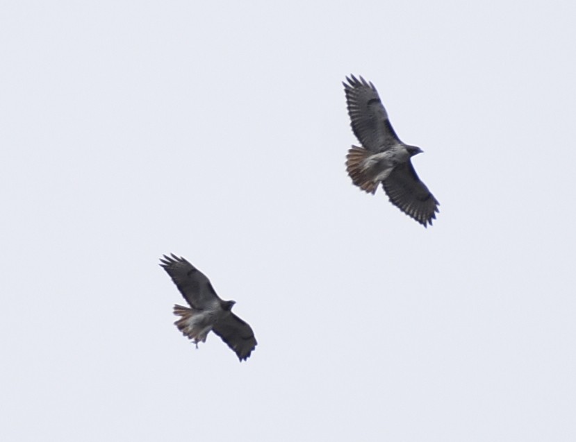 Red-tailed Hawk - Joe Gyekis