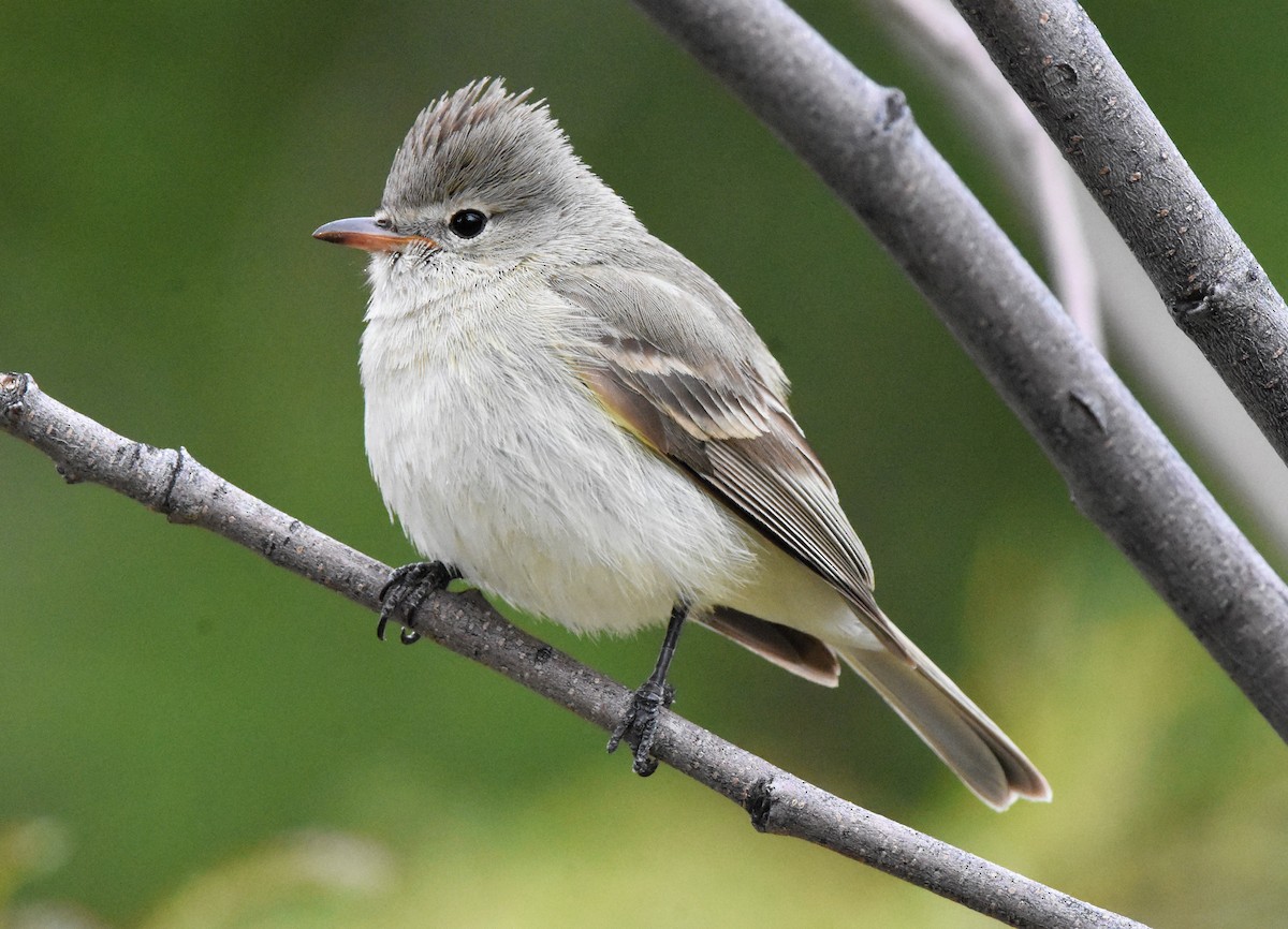Northern Beardless-Tyrannulet - ML216350281