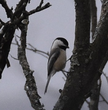 Black-capped Chickadee - ML216350551