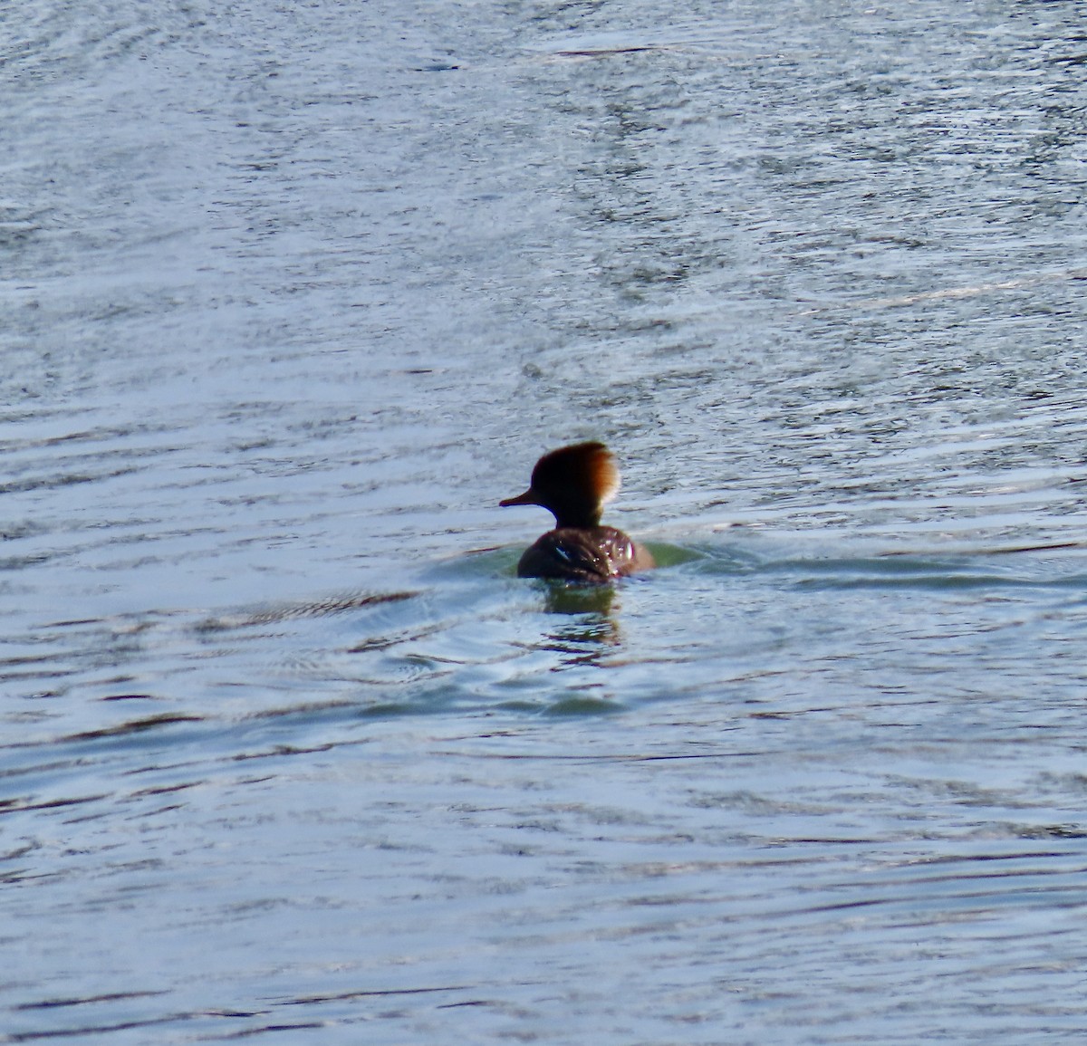 Hooded Merganser - ML216353121