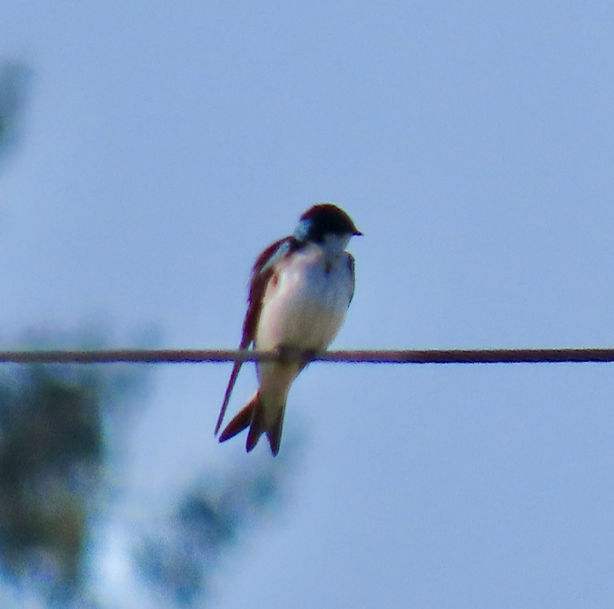 Tree Swallow - ML216353241