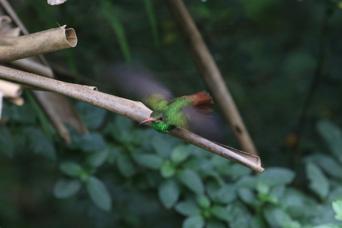 Rufous-tailed Hummingbird - ML216355591