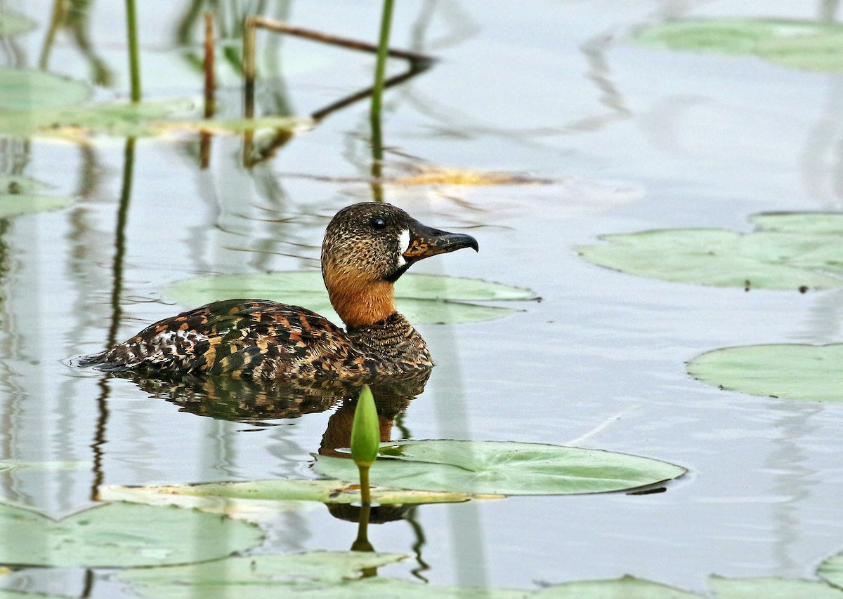 White-backed Duck - ML21635641