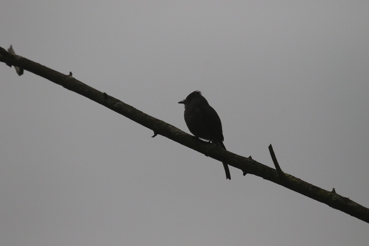 Smoke-colored Pewee - ML216356411