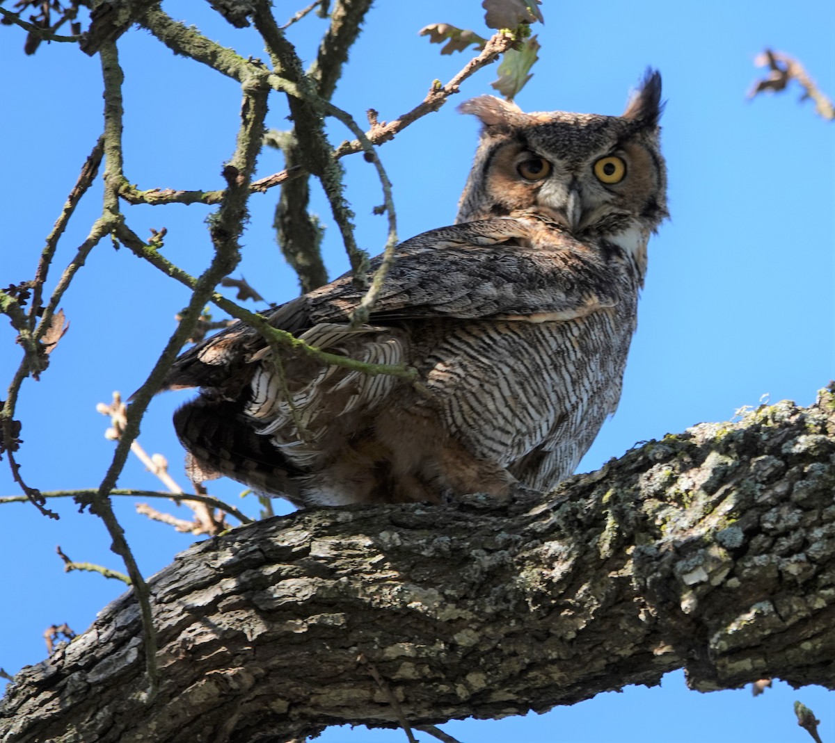 Great Horned Owl - ML216356591