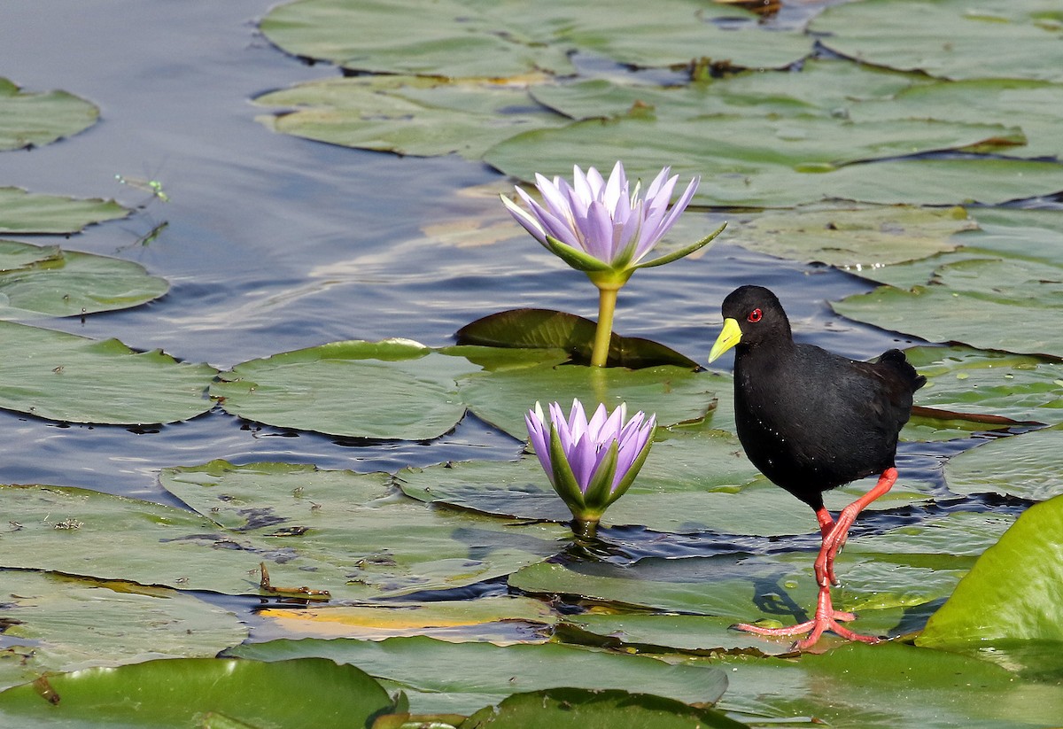 Black Crake - ML21635751