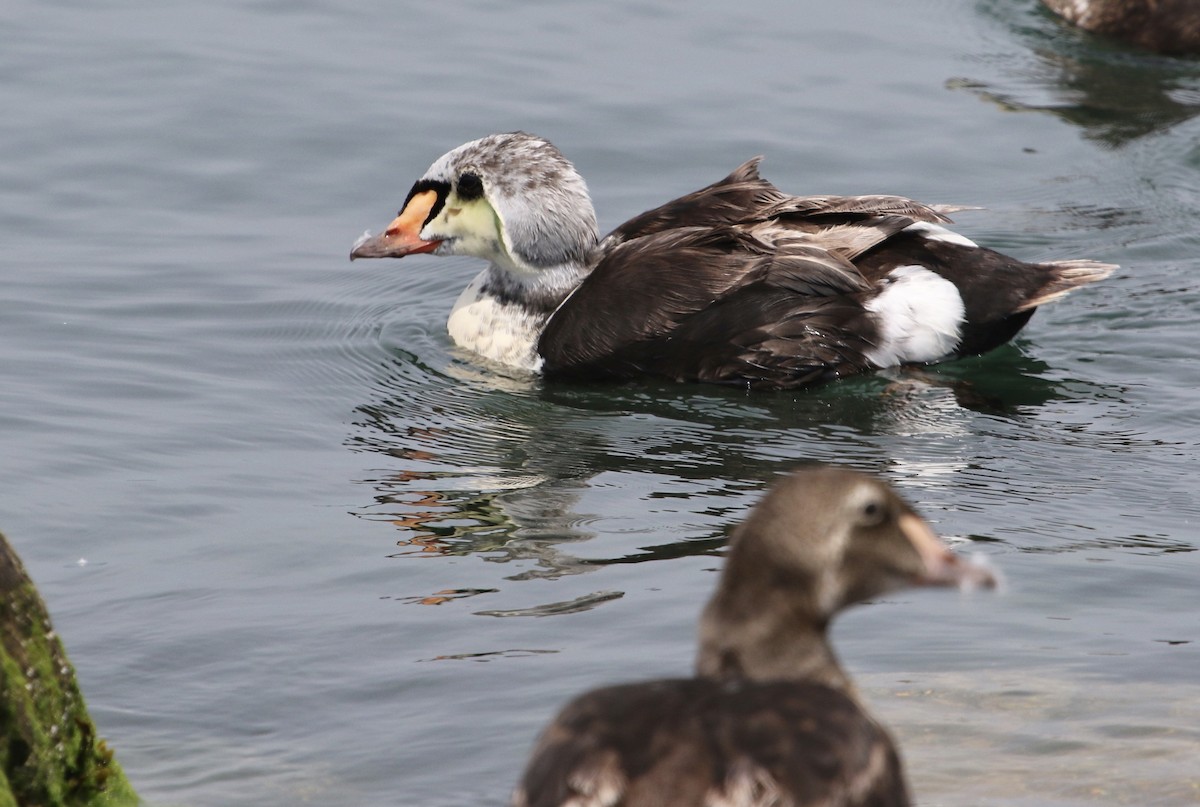 King Eider - ML216358621