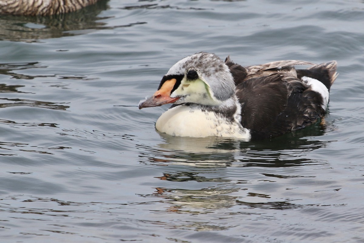 King Eider - ML216358631