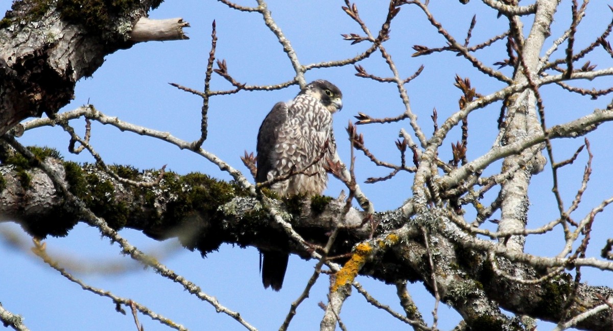 Peregrine Falcon - ML216358661