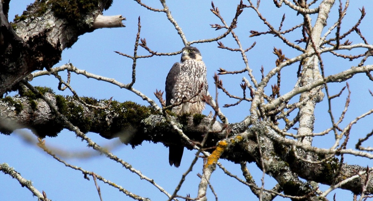 Peregrine Falcon - ML216358801