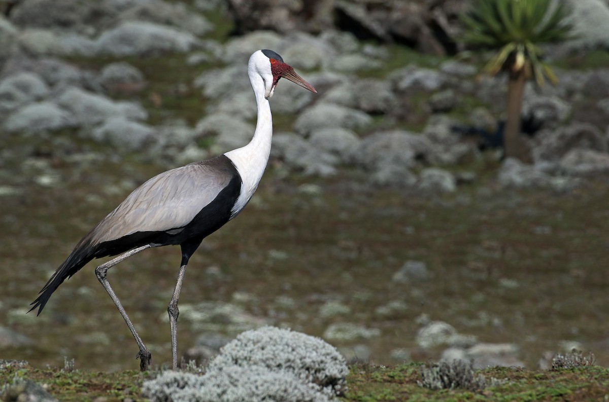 Grulla Carunculada - ML21635881