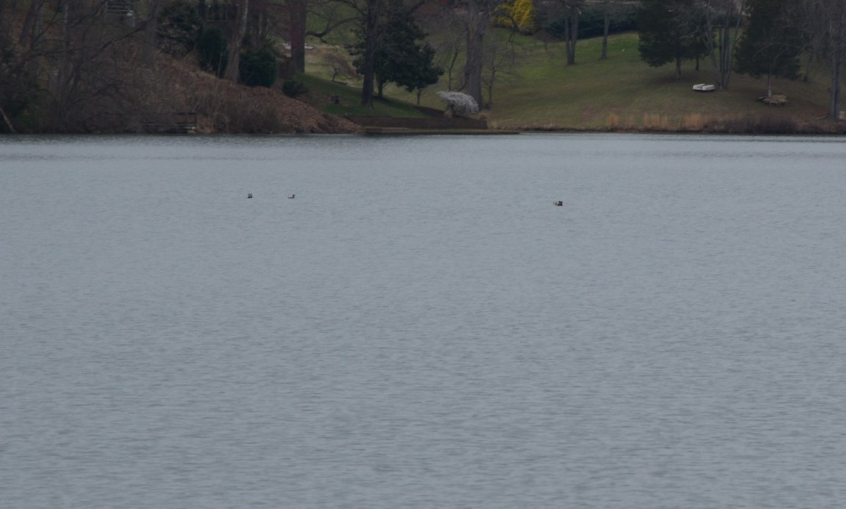 Ruddy Duck - ML216359531