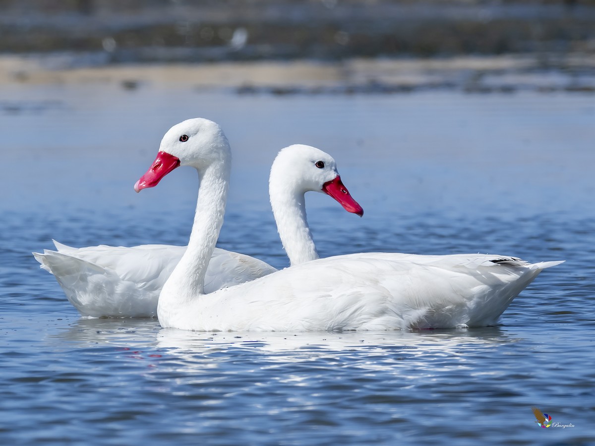 Coscoroba Swan - ML216360921