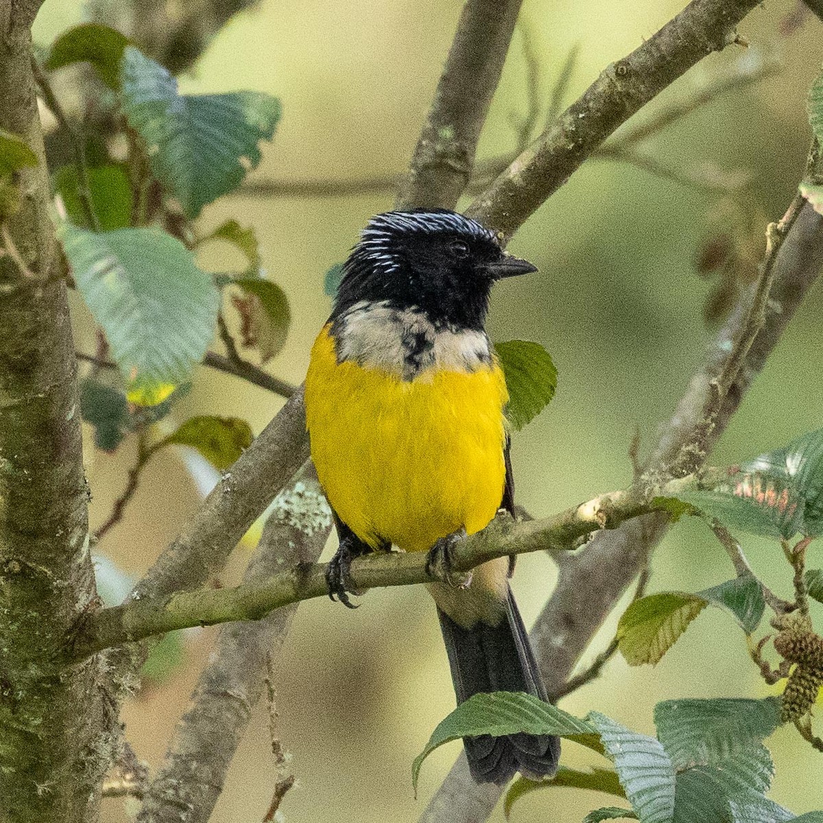 Buff-breasted Mountain Tanager - ML216361771
