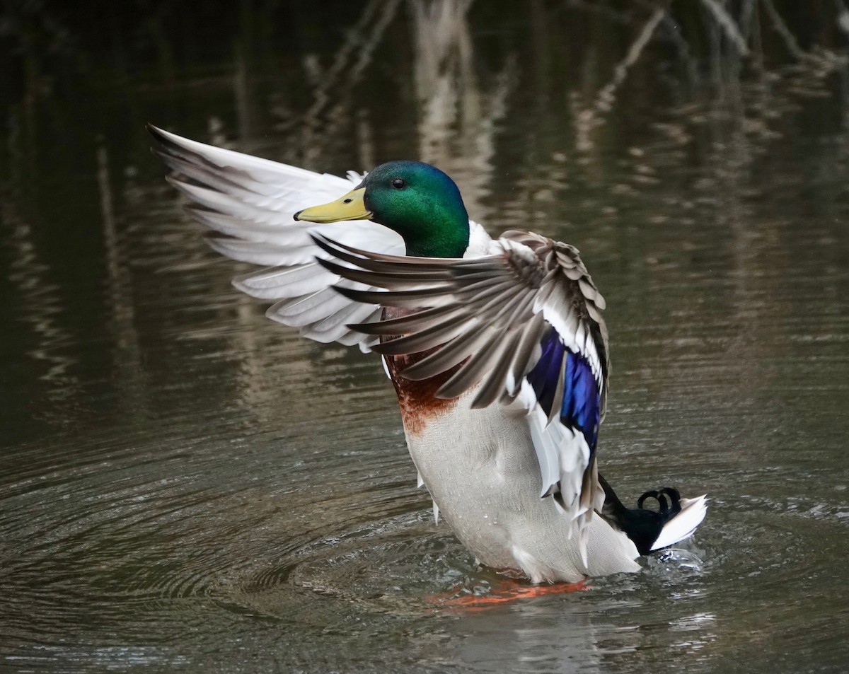 Canard colvert - ML216364021