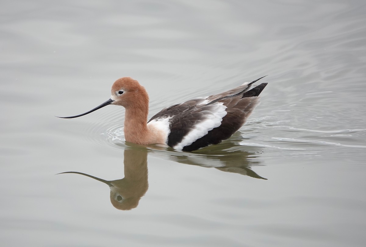 Avocette d'Amérique - ML216364051