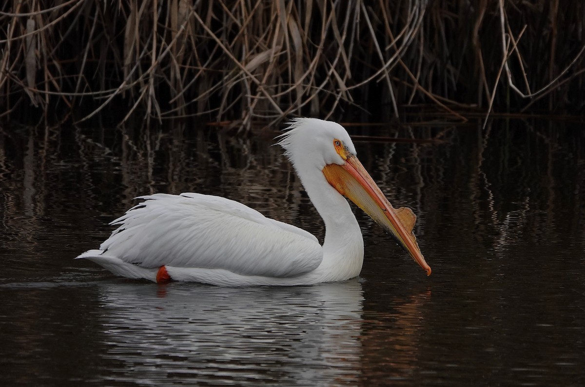 American White Pelican - ML216364221