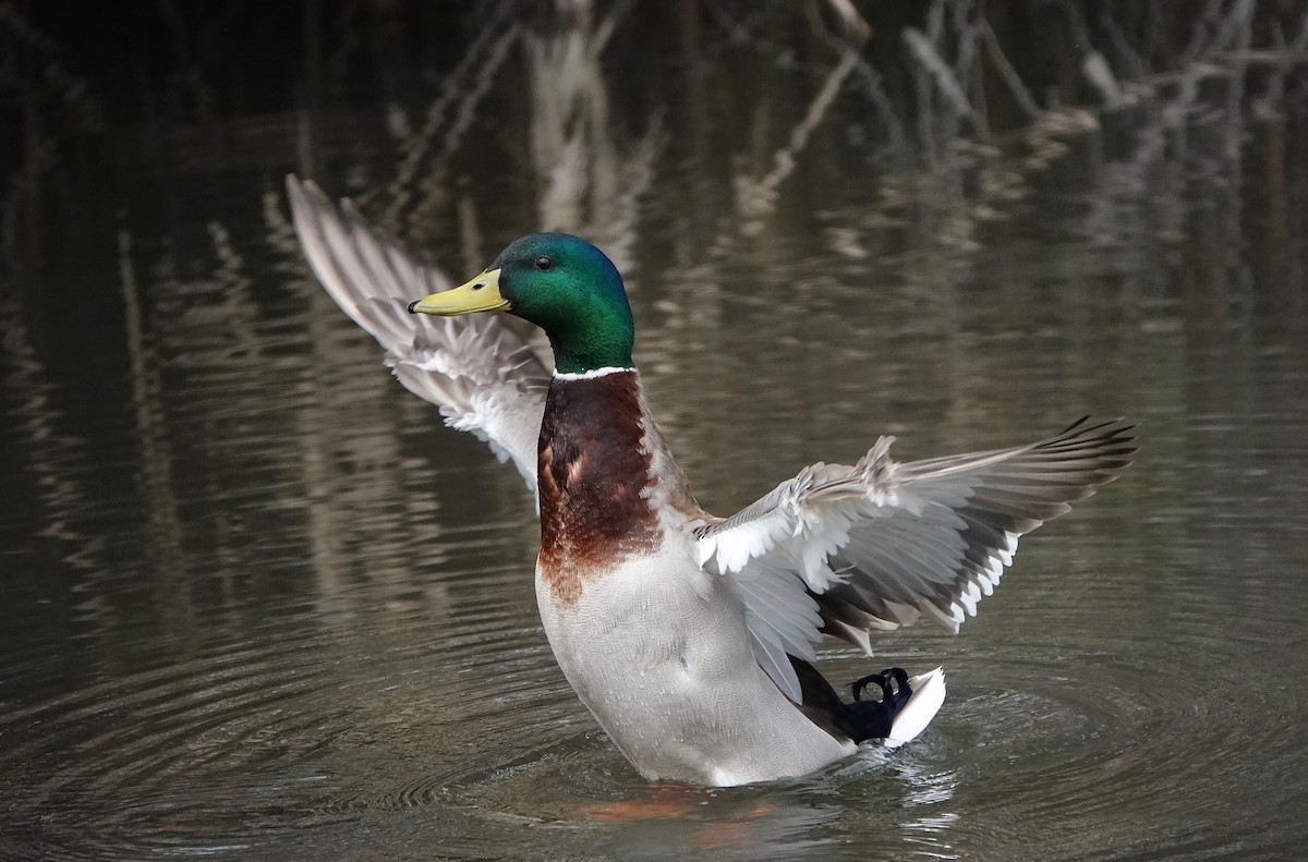 Mallard - ML216364261