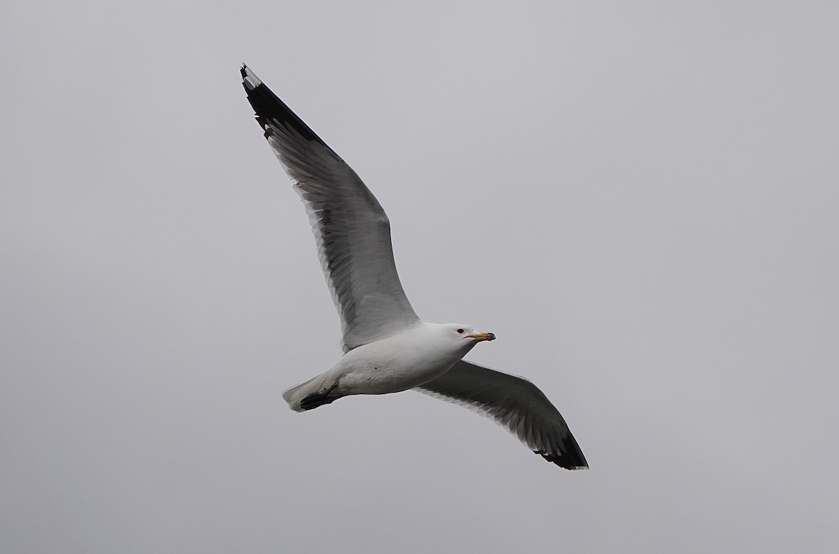 California Gull - ML216364281