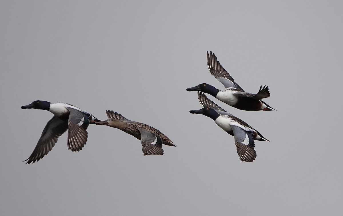 Northern Shoveler - ML216364291