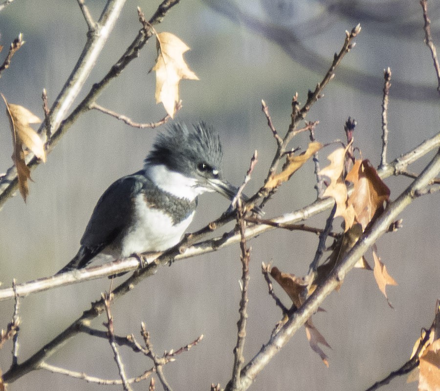 Belted Kingfisher - ML21636781