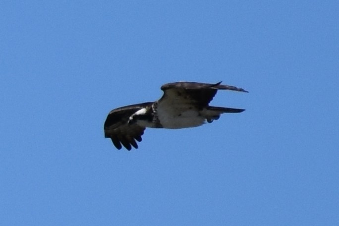 Osprey - ML216368181