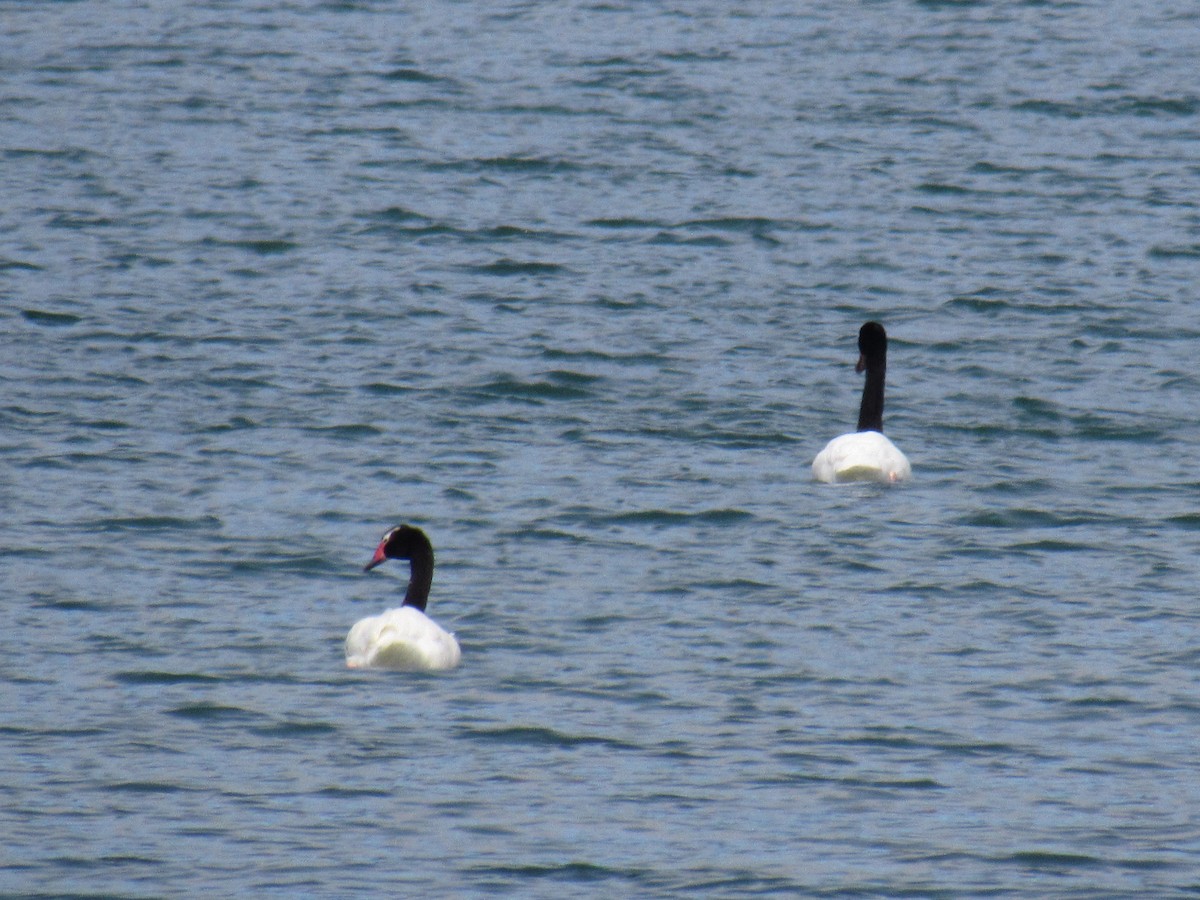 Cygne à cou noir - ML216369831