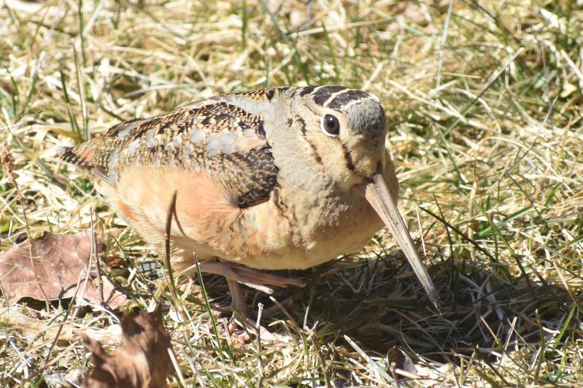 American Woodcock - ML216372051