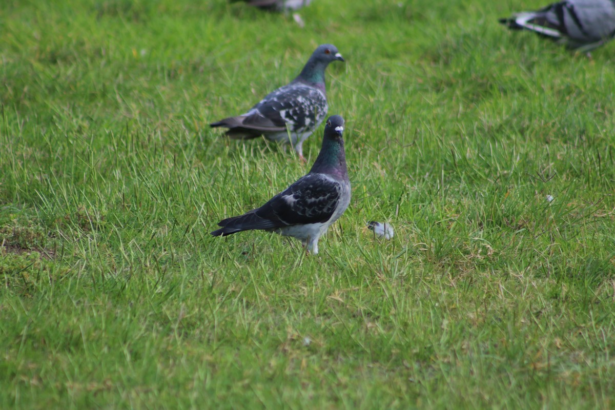 Rock Pigeon (Feral Pigeon) - ML216372271