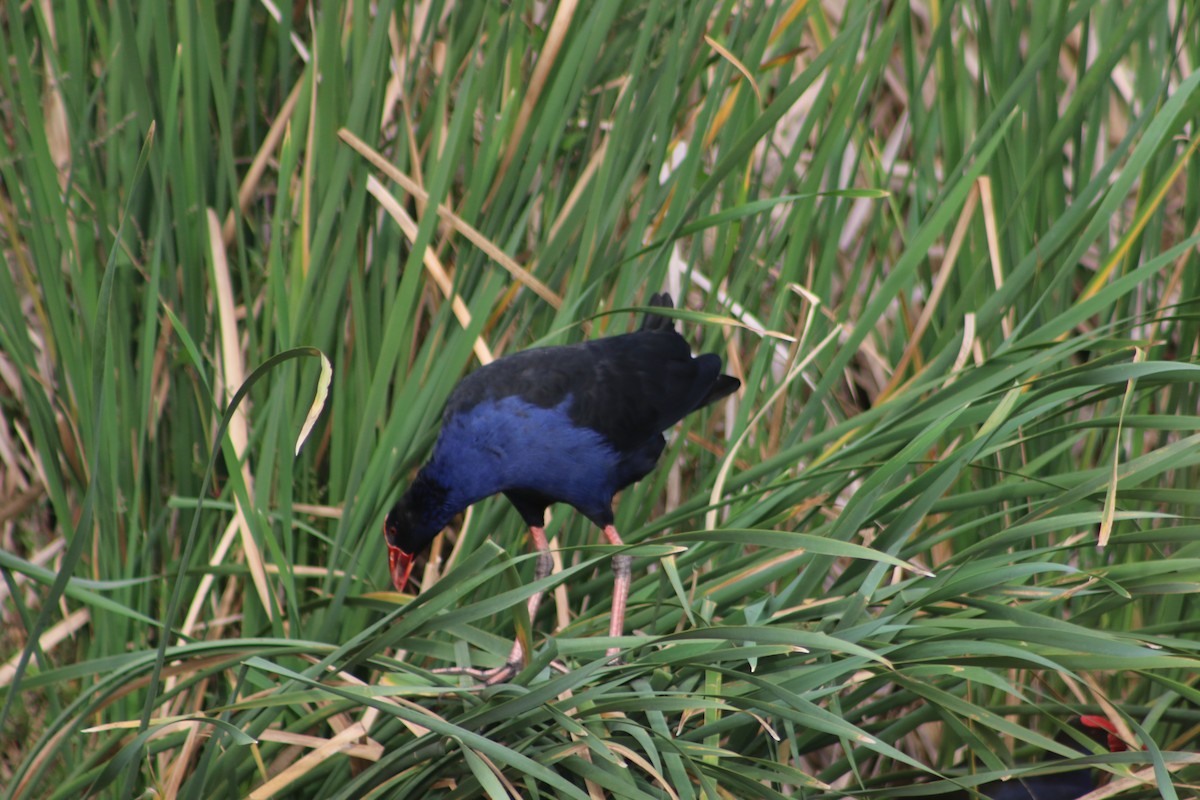 Australasian Swamphen - Jeff Dagg