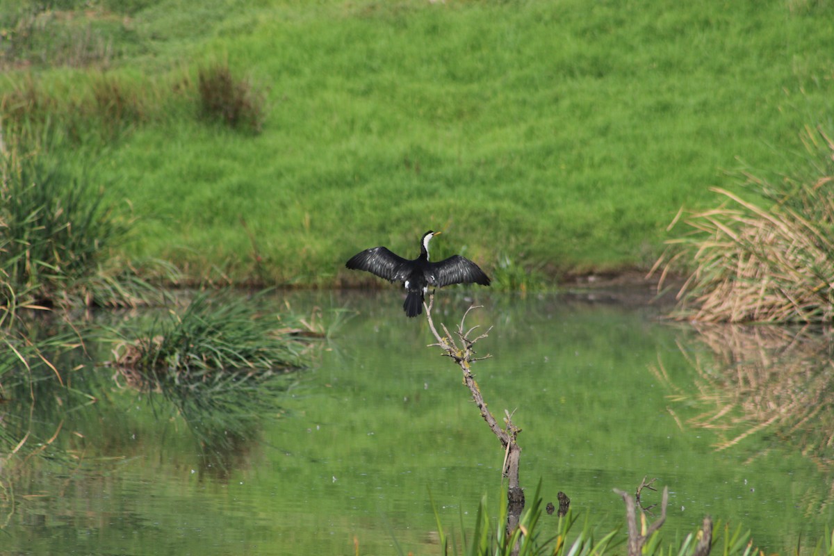 Little Pied Cormorant - Jeff Dagg