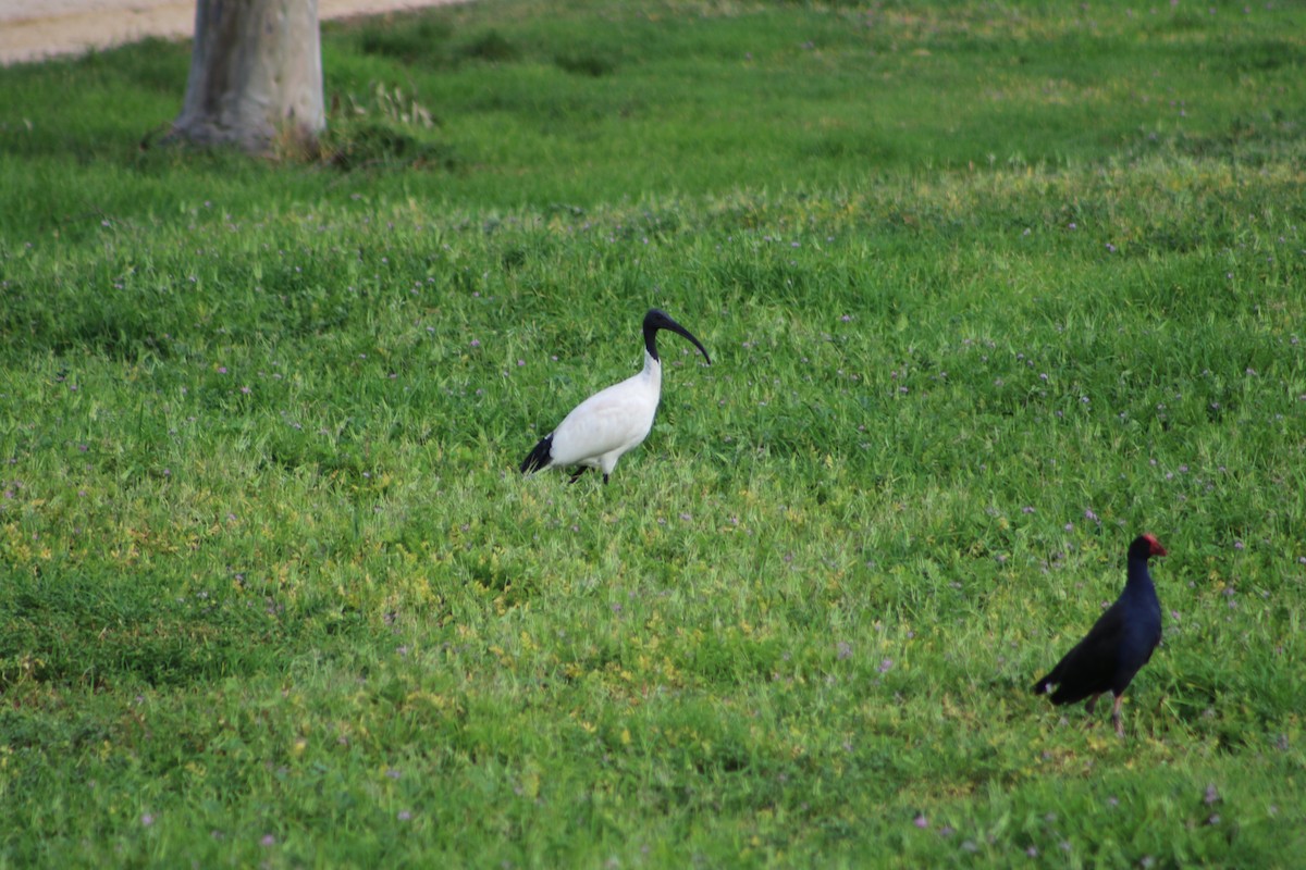 Ibis à cou noir - ML216372521