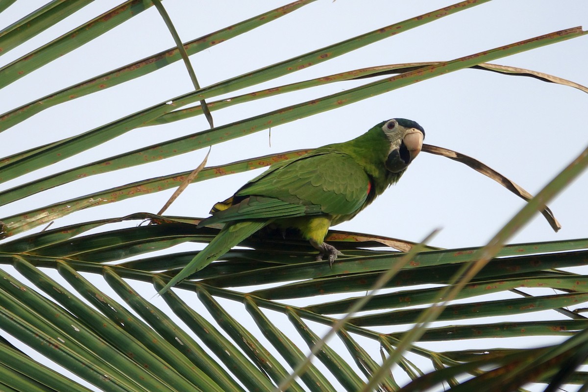 Red-shouldered Macaw - ML216373161