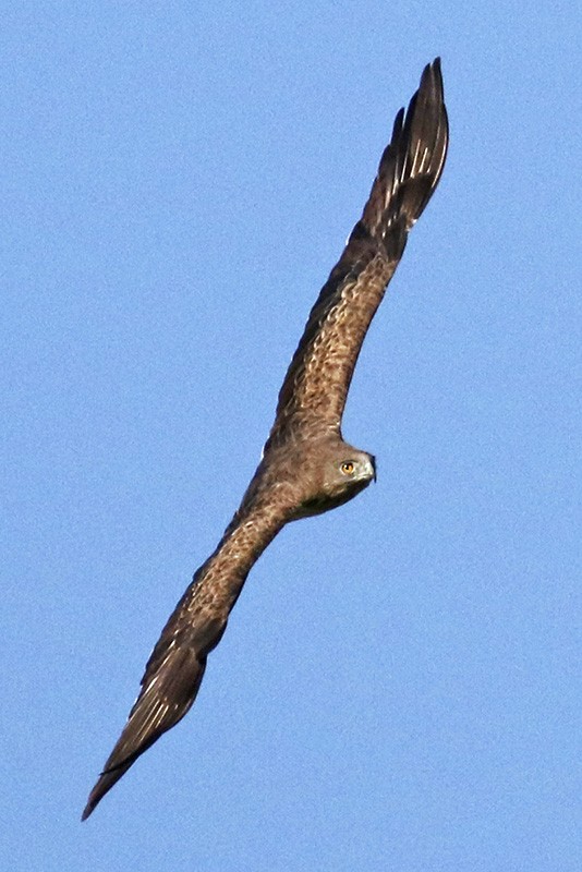 Short-toed Snake-Eagle - ML216373551