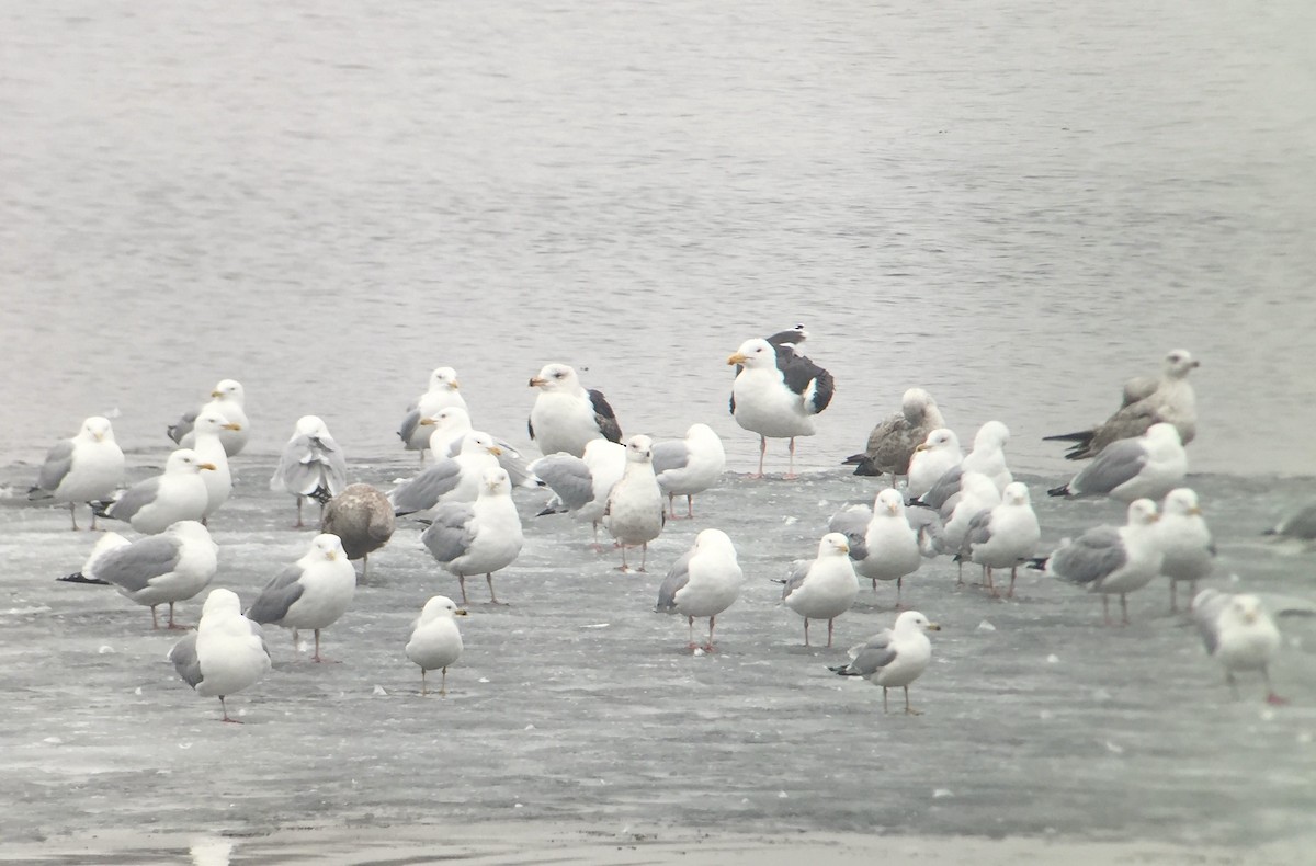 Great Black-backed Gull - ML216373961