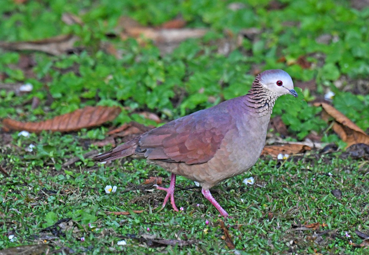 White-faced Quail-Dove - ML216374581