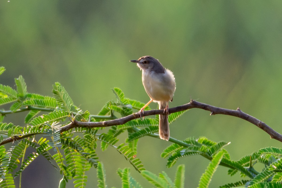 Plain Prinia - Ramesh Desai