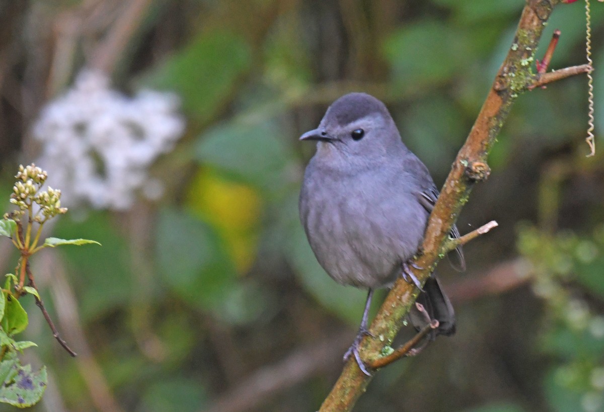 Gray Catbird - ML216375881